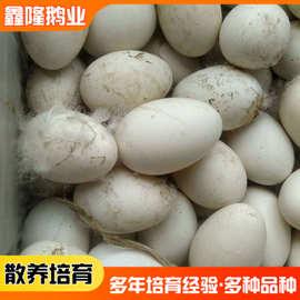 0成交0笔郓城县厂家批发鹅蛋 商品鹅蛋食用农产品2.3-2.