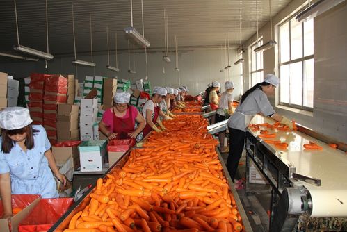 大量销售胡萝卜 直销绿色无污染胡萝卜 厂家大量供应 - 中国食品饮料